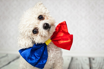Hund mit Schleife