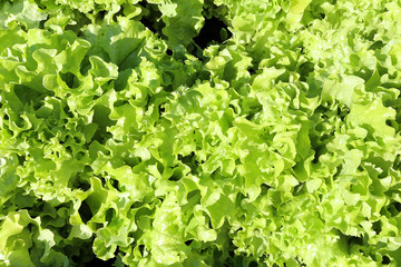 Fresh green leaf lettuce texture