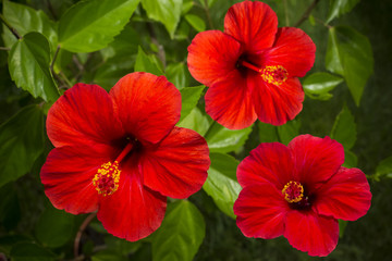 hibiscus red