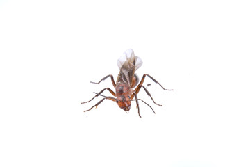 Brown insect on a white background