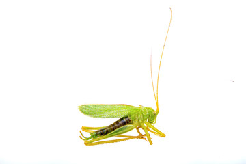 Green grasshopper on a white background