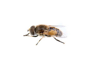 Fly on a white background