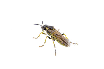 Black insect on the white background