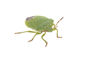 Green shield bug on a white background