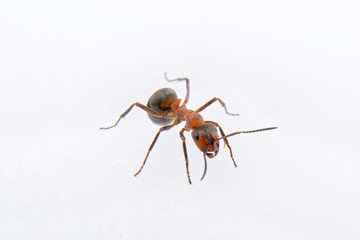 Fototapeta premium Brown ant on a white background