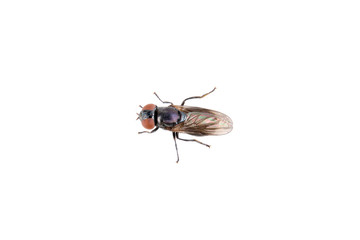 Fly on a white background