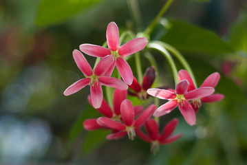 Quisqualis Indica Linn flower bunch