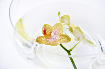 SPA orchid - obrazy, fototapety, plakaty