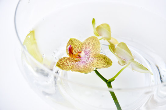SPA orchid