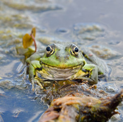 Green frog on green leaves on the lake