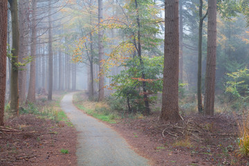 foggy forest during autumn