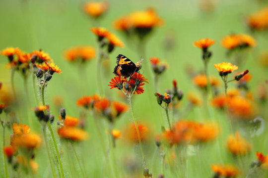 Blumenwiese