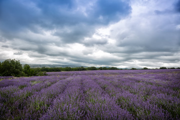 Naklejka na ściany i meble Big field of the blossoming lavender in cloudy summer day