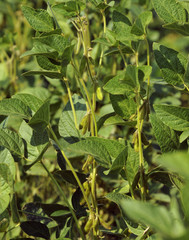 GMO soyfield