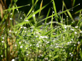 Morning dew on a grass