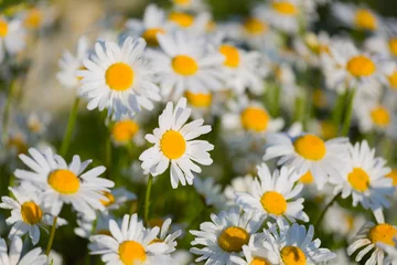 Cercles muraux Marguerites Summer meadow with the blossoming camomiles