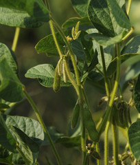 GMO soyfield