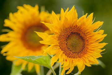 two flowers of a sunflower with a blurred background