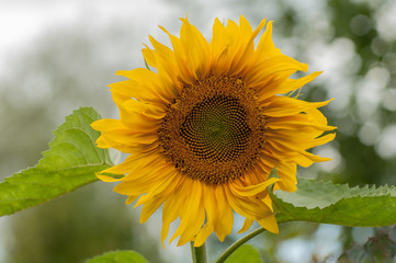 Sunflower flower with a blurred background