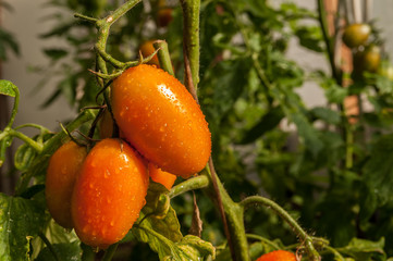 Ripe tomatoes growing on the branch