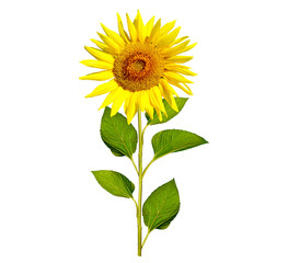 beautiful sunflower isolated on a white background