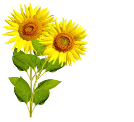 beautiful sunflower isolated on a white background
