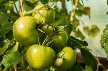 green tomatoes grow in the garden