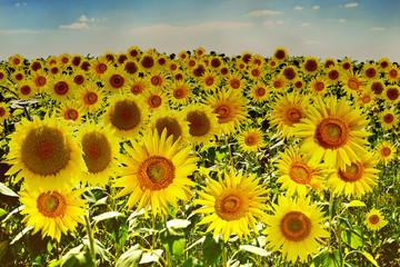 Obraz premium Beautiful sunflower field in summer