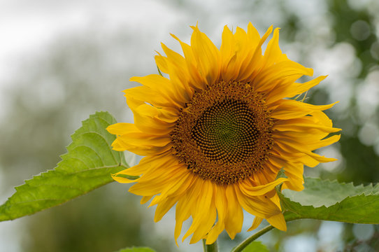 Sunflower flower with a blurred background