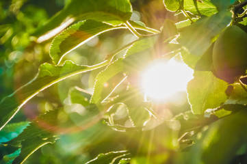 Sun through leaves background.