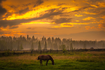 A horse grazing on a pasture at dusk.