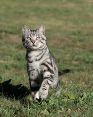One grey big cat sitting and looking in open air in green background in village,grey cat  outside,animal close up,cat isolated in green background in the village, looking right, defocus