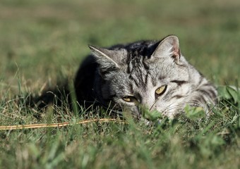 Serious young cat hiding in the grass