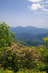 Craggy Gardens Catawba Rhododendron in Bloom in the Mountains