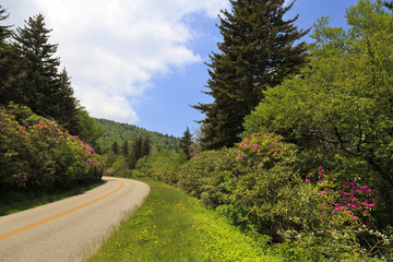 Fototapeta na wymiar Blue Ridge Parkway with Rhododendron in Bloom beside the Road