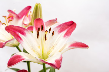 Obraz na płótnie Canvas 白と赤のツートンカラーのスカシユリの花のアップ