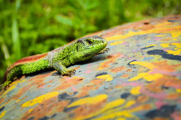 Green lizard on coloured background