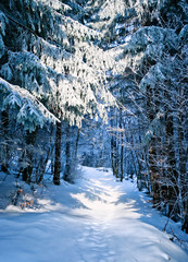 A winter landscape which consists of a path in a spruce forest, where the shaded parts of the forests have a blue, cold-feeling color.
