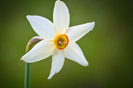 Close up of Narcissus angustifolius f.stellaris taken in Poiana Narciselor, Rodnei Mountains, Romania.