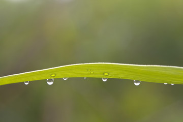 Leaf with Rain Drops. Macro photo of a leaf with rain drops.