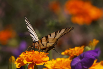 close up of Swallowtail butterfly sitting on marigold flower