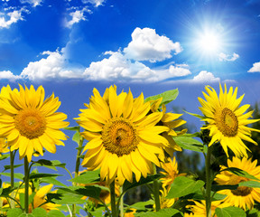 sunflowers: color of summer :)