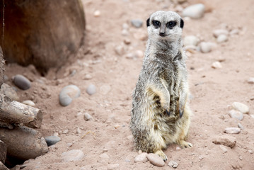 Fototapeta premium Meerkat on Guard