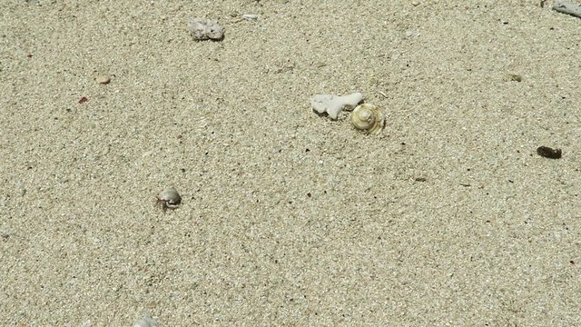 浜辺のヤドカリ