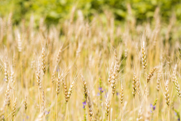 黄色く色づいたコムギの穂