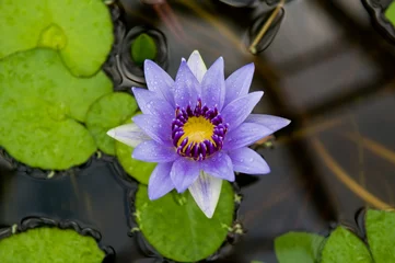 Photo sur Plexiglas Nénuphars Purple Water Lily Flower