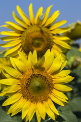 Ay&ccedil;i&ccedil;eği Tarlası