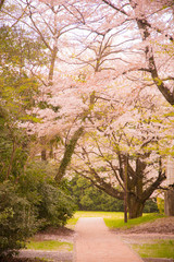 桜と国立天文台三鷹キャンパス