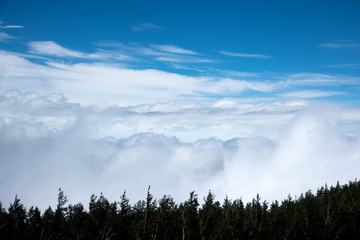 Tree with beautiful sky and white cloud.