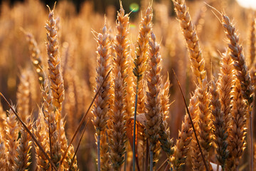 Fototapeta premium backdrop of ripening ears of yellow wheat field on the sunset cl